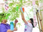 เทศกาลทานาบาตะ (Tanabata) 2025 Image 132