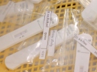 การสุ่มตรวจคัดกรอง Antigen Test Kit (ATK) Image 52